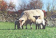 Lambs at Low Kirkbride