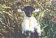 Lamb in Low Kirkbride garden